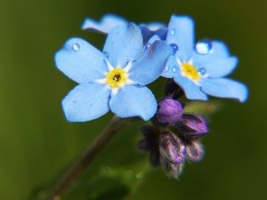 forget-me-not-862713_640